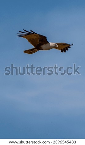 beautiful photograph of eagle hawk falcon shikra flying over blue sky bird sanctuary photography india tourism wallpaper migration isolated background 
empty negative space huge wings predator raptor