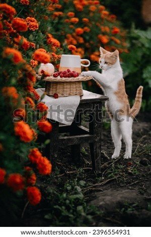 cute cat photo with red flowers in the garden 