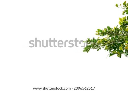 The branch on the left of the picture There is free space for working. White background.