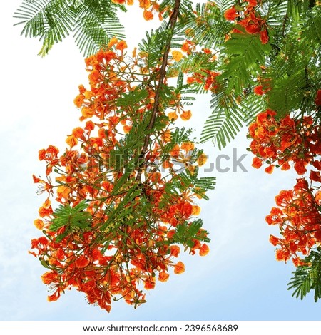 Royal Poinciana, Flamboyant, Flame Tree, that is the way of the countryside.
