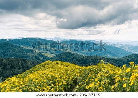 Tung Bua Tong forest park at Doi Mae Ukho , Beautiful Mexican Sunflower Bloom Yellow with Blue Sky at Mae hong son Thailand 