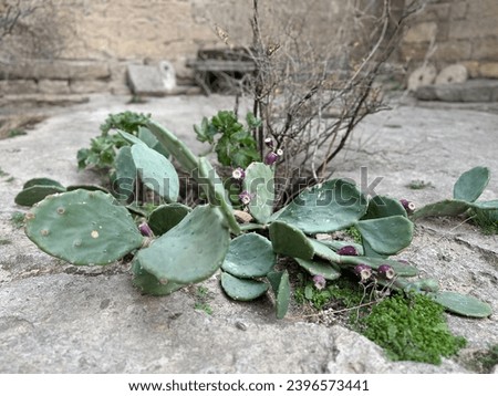 Prickly pear cactus outdoor. Opuntia ficus-indica. Rabbit ears cactus on the old sandstone castle background. Flat-jointed cacti. 