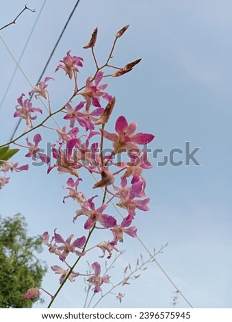 purple dendrobium orchid flower silhouette