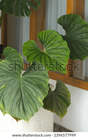 Beautiful leaves at terrace. Philodendron Mcdowell or Philodendron Plowmanii Royalty-Free Stock Photo #2396577999