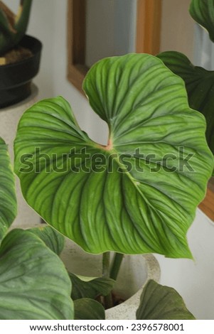 Close up beautiful leaves at terrace. Philodendron Mcdowell or Philodendron Plowmanii Royalty-Free Stock Photo #2396578001