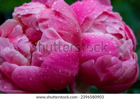 Beautiful pink peony buds with drops of dew or rain in a spring garden. Blooming summer flowers with raindrops close up. Fragrant flower with delicate petals used in cosmetology. Floral wallpaper.