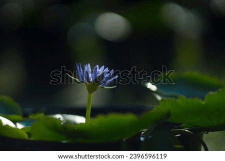 Lotus has pistil has flowers, has green leaves, oval lotus buds.The lotus blooms in the morning in the swamp