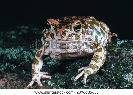European green toad (Bufotes viridis), the most common amphibian species in southern Ukraine, decreasing in number Royalty-Free Stock Photo #2396605635