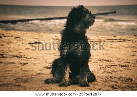 Goldendoodle dog sits on the beach of the Baltic Sea. Black and tan coat. Groyne and sea in the background. Animal photo from the coast