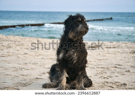 Goldendoodle dog sits on the beach of the Baltic Sea. Black and tan coat. Groyne and sea in the background. Animal photo from the coast