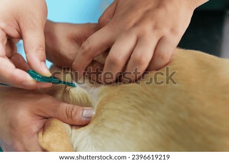 The pet doctor deworming the pet dog