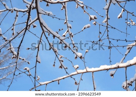 Snow winter branch tree plum blossom Royalty-Free Stock Photo #2396623549