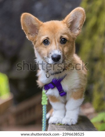 Pembroke Welsh Corgi puppy with big puppy eyes and ears on the boardwalk through a beautiful park - Mono Cliffs Provincial Park, Ontario