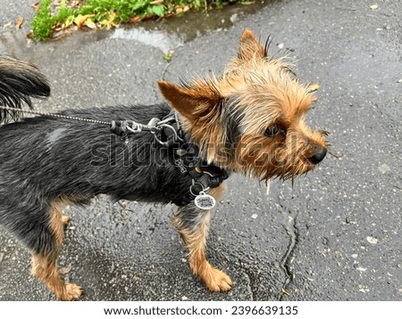 Macro photo animal wet dog yorkshire terrier. Stock photo little dog terrier pet on the street