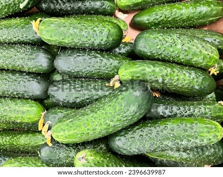 Macro photo vegetable green fresh cucumbers. Stock photo green cucumber background Royalty-Free Stock Photo #2396639987