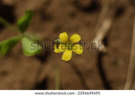 attractive and beautiful yellow flowers of wild plants
