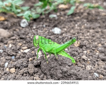 green grasshoppers or Oxya Serville on the ground in a garden. Against a background of soil and blurred green leaves.