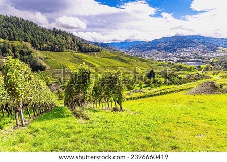 The Rhine vineyards near Kappelrodeck. Germany. The ancient culture of winemaking. Wine-growing region in the hills along the river Rhine Royalty-Free Stock Photo #2396660419