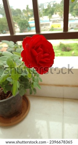 Beautiful rose pic from home garden