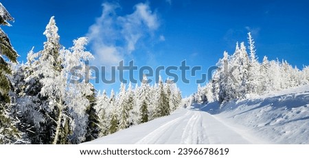 High in the mountains, frozen spruce trees covered with an untouched layer of white snow evoke the spirit of Christmas and New Year against the backdrop of a clear blue sky