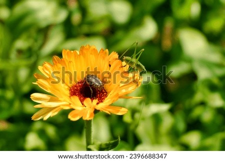 Speckled Bush Cricket nymph (Leptophyes punctatissima) on a Calendula flower head with a White Spotted Rose Beetle (Oxythyrea Funesta) feeding on the pollen
 Royalty-Free Stock Photo #2396688347