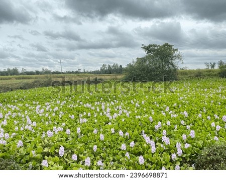 Mesmerizing water hyacinth photography: vibrant beauty captured.
