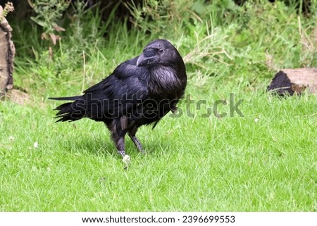 Raven (Corvus corax) during a raptor show in the Netherlands