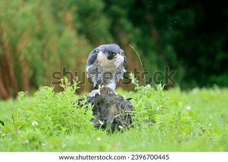Peregrine falcon eats a pigeon during photo workshop in the Netherlands