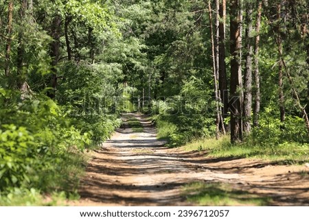 An unsurfaced road that leads through the woods can be seen here on a sunny day. It is a fragment of a large forest near the village of Wilga in Poland.
 Royalty-Free Stock Photo #2396712057