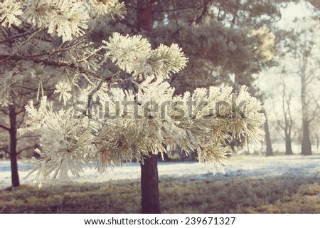 Pine branches with needles covered with snow color blue