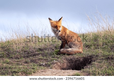 Red fox Vulpes vulpes in the wild. The animal is standing at the fox hole.