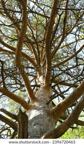 Bottom view of the branched trunk of a pine tree