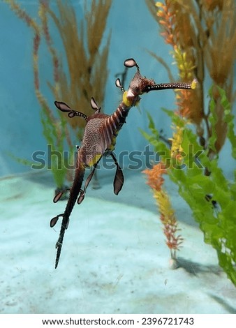 Magnificent seahorse phyllopteryx taeniolatus among underwater plants close-up