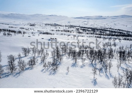 Aerial photo of wild rare mountain birch forest with few big rocks between woods. Snowmobile driver stands on one rock. Sunny winter day, much snow. Swedish mountains, Lapland