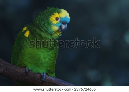 Turquoise-fronted Amazon or Blue-fronted parrot (Amazona aestiva) Royalty-Free Stock Photo #2396724655