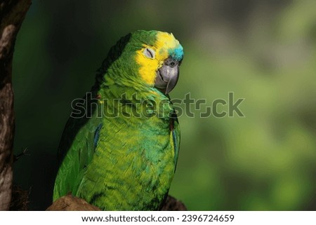 Turquoise-fronted Amazon or Blue-fronted parrot (Amazona aestiva) Royalty-Free Stock Photo #2396724659
