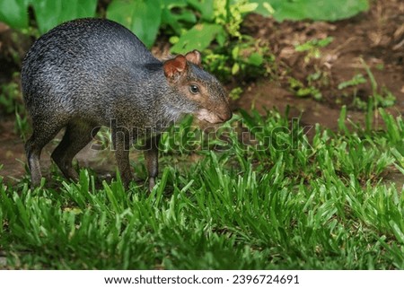 Black Agouti (Dasyprocta fuliginosa) - South american rodent Royalty-Free Stock Photo #2396724691