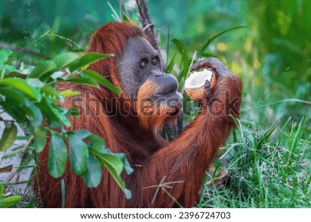 Sumatran Orangutan with coconut (Pongo abelii) Royalty-Free Stock Photo #2396724703