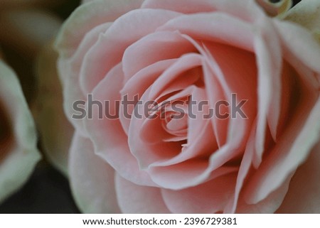 Bright and unusual macro photos of roses in bouquet and in arrangements, roses are a classic gift for anyone