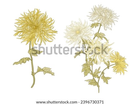 Chrysanthemum decorative flowers and leaves in art nouveau style, vintage, old, retro style. Clip art, set of elements for design. Vector illustration