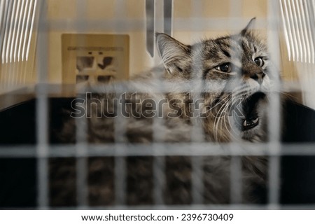 In the vet's office, a cat in a carrier expresses its displeasure by hissing at those nearby. Royalty-Free Stock Photo #2396730409
