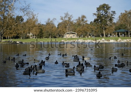 Ducks and geese in the water at William R Mason Regional Park, Irvine, California