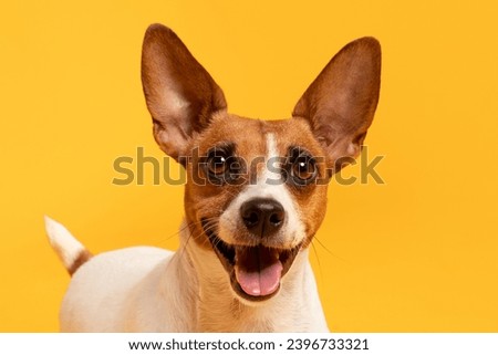 Closeup portrait captures the adorable Jack Russell Terrier standing proudly against a vibrant yellow background, perfect for pet clinic interiors Royalty-Free Stock Photo #2396733321