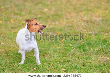 A cute Jack Russell Terrier dog walks in a clearing in the forest. Pet portrait with selective focus and copy space for text