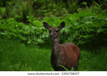 White tail deer in Sooke BC Canada, pregnant doe, picture taken early spring 