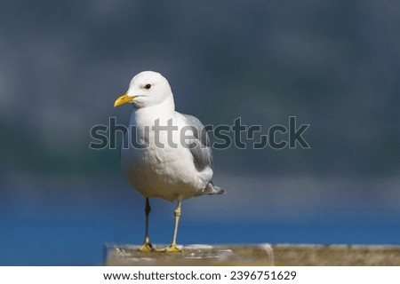 Close-up portrait of a northern Norwegian seagull, showcasing its exquisite features and natural habitat. The bird looks majestic against the scenic natural backdrop.