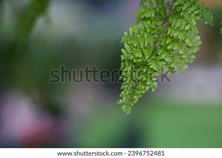 Fern Picture, Macro Photography of Fern, Green Background
