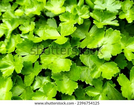 Swamp grass or Hydrocotyle sibthorpioides small green leafy plants, aquatic plants, foliage background