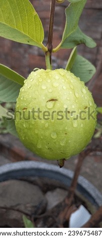a watermark on the guava after rain