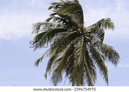 We can see in this picture a Royal palmtree in a sunny day in Varadero, Cuba